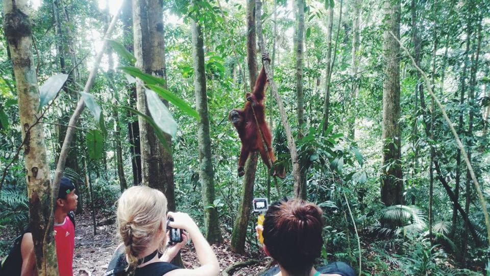 Orangutantreksumatra & Lovely Jungle Lodge Only Book If You Are Treking With Us Букіт-Лаванґ Екстер'єр фото