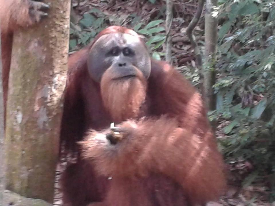Orangutantreksumatra & Lovely Jungle Lodge Only Book If You Are Treking With Us Букіт-Лаванґ Екстер'єр фото
