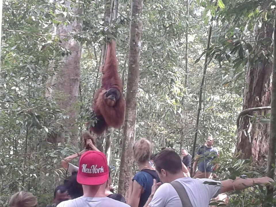 Orangutantreksumatra & Lovely Jungle Lodge Only Book If You Are Treking With Us Букіт-Лаванґ Екстер'єр фото