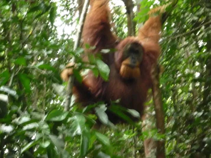 Orangutantreksumatra & Lovely Jungle Lodge Only Book If You Are Treking With Us Букіт-Лаванґ Екстер'єр фото