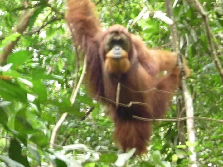Orangutantreksumatra & Lovely Jungle Lodge Only Book If You Are Treking With Us Букіт-Лаванґ Екстер'єр фото