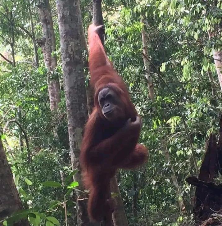 Orangutantreksumatra & Lovely Jungle Lodge Only Book If You Are Treking With Us Букіт-Лаванґ Екстер'єр фото