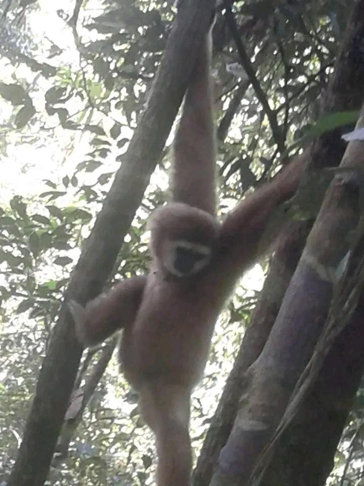 Orangutantreksumatra & Lovely Jungle Lodge Only Book If You Are Treking With Us Букіт-Лаванґ Екстер'єр фото