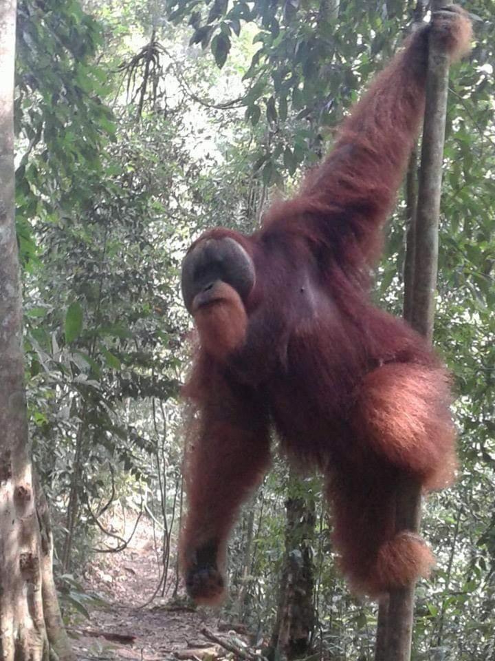 Orangutantreksumatra & Lovely Jungle Lodge Only Book If You Are Treking With Us Букіт-Лаванґ Номер фото
