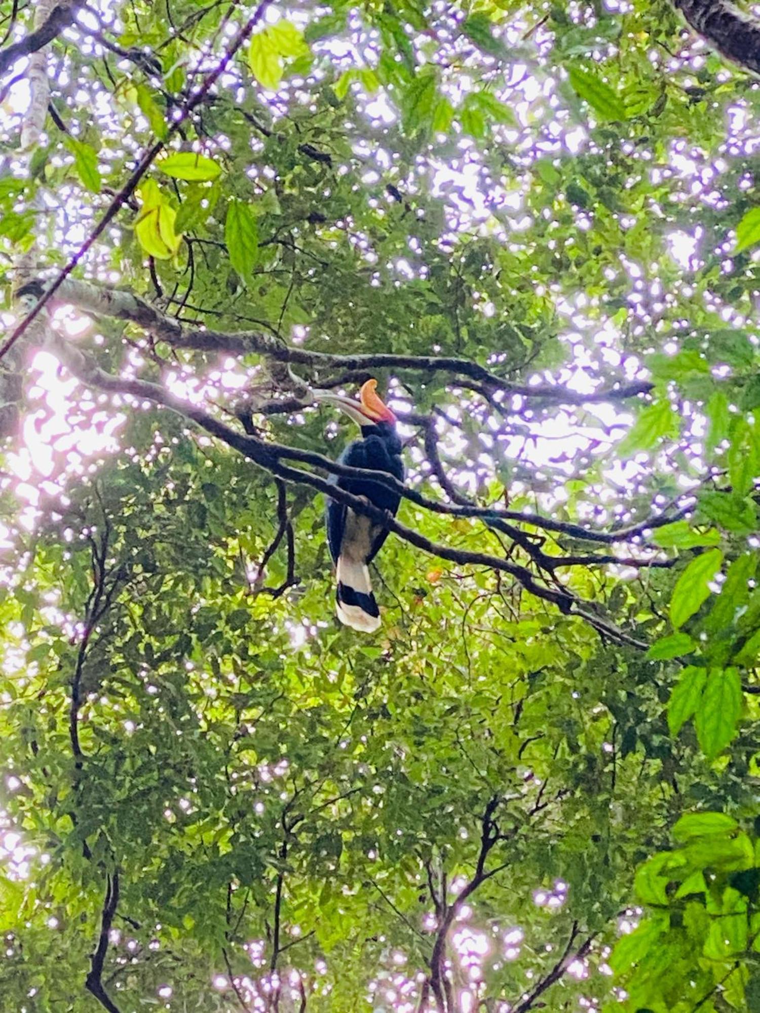 Orangutantreksumatra & Lovely Jungle Lodge Only Book If You Are Treking With Us Букіт-Лаванґ Екстер'єр фото