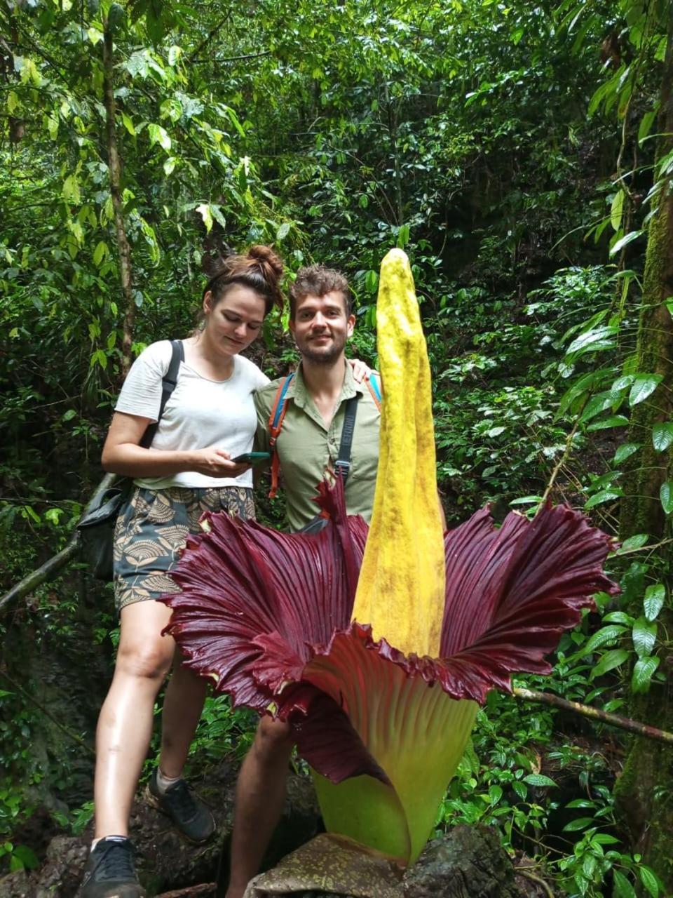 Orangutantreksumatra & Lovely Jungle Lodge Only Book If You Are Treking With Us Букіт-Лаванґ Екстер'єр фото